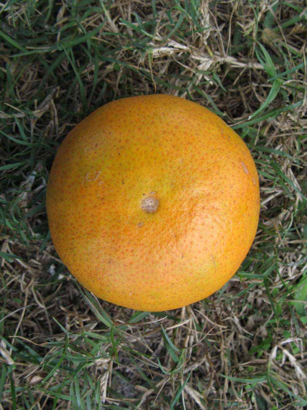              Fruit (Winter Haven, FL)       